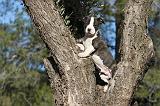 AMSTAFF  PUPPIES 079